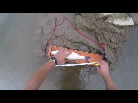 Spinning la clean/Chub fishing - Raul Mures