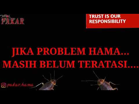 Telur puyuh dan forum potensi Yang menciptakan satu untuk pembesaran penis