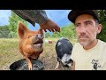Sick Pig | Healing with Natural Remedies