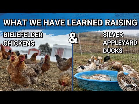 , title : 'Brutally Honest Review of the Bielefelder Chickens And Silver Appleyard Ducks | One Year Update'