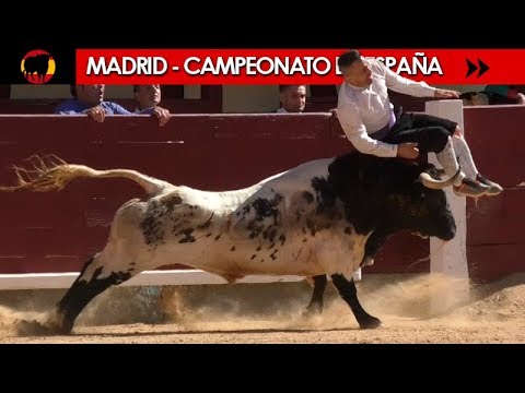 ✅ FINAL DEL CAMPEONATO DE ESPAÑA DE RECORTADORES CON TOROS 2018 - MADRID 07/10/2018
