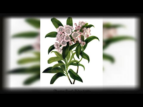 Kalmia latifolia - Beschreibung, Aussehen, Anforderungen, Anbau und Pflege
