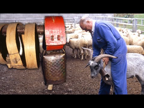 , title : 'Las CAÑABLAS. COLLARES de madera curados en ESTIÉRCOL para sujetar los CENCERROS en ovejas y cabras'