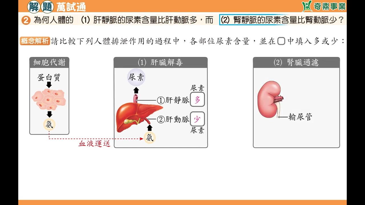 單元5：圖解肝靜脈與腎靜脈尿素含量的比較