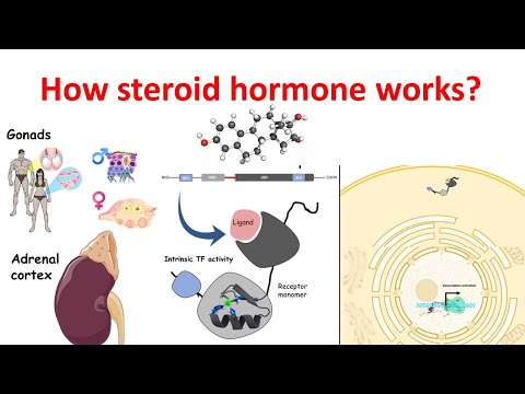 Steroid Hormones Medicine