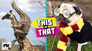 This or That! #5 | TRY NOT TO LAUGH CHALLENGE | Funny Animals | Kids Workout | Family Workout