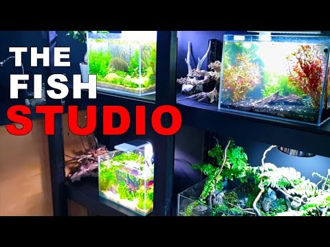 download lagu mp3 mp4 Fish Tank Studio, download lagu Fish Tank Studio gratis, unduh video klip Fish Tank Studio