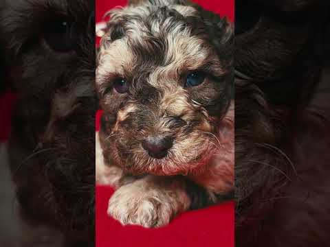 Cavapoo Welpe kaufen