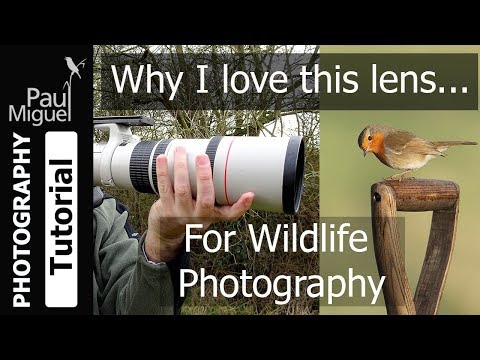 Canon EF 400mm F/5.6 Review: Best Value Lens for Wildlife Photography?