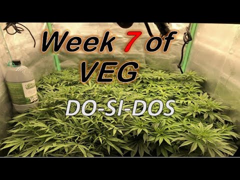 Week 7 of Veg of Do-Si-Dos topped #dosidos #marshydro #FC4800 #autopot #coco #topped #growtent #TNB