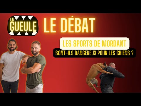 Are Biting Sports Dangerous for Dogs? - The Debate
