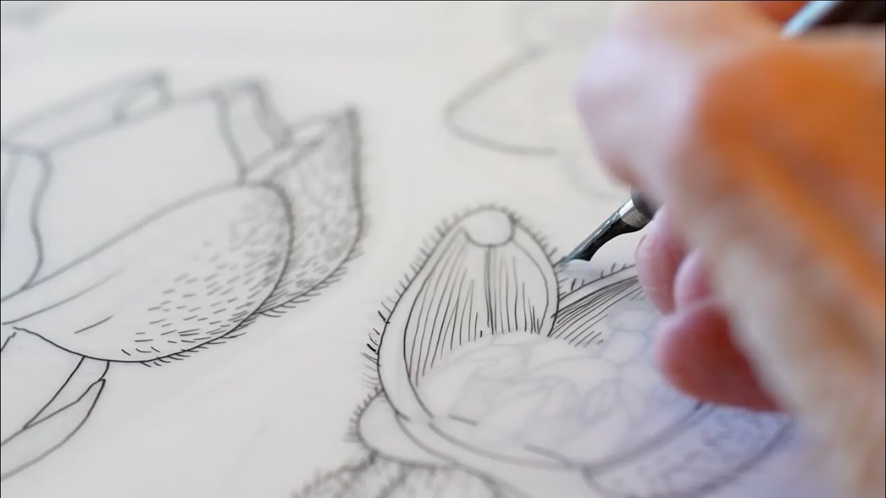 The art and science of botanical illustration ft. Alice Tangerini, Smithsonian