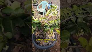 Download lagu Begini Menanam Tanaman Buah Dalam Pot Berbuah Lebat mp3