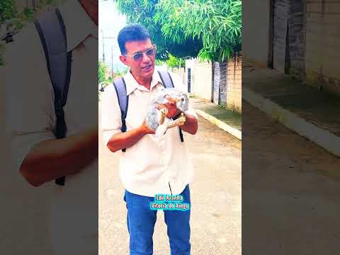 APARECEU UM COELHO AQUI NO MEU BAIRRO  EM VITÓRIA DO XINGU