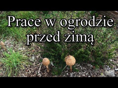Ogrodowe pierdamony 38 - prace w ogrodzie przed zimą