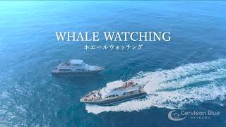 セルリアンブルー(Cerulean Blue OKINAWA)