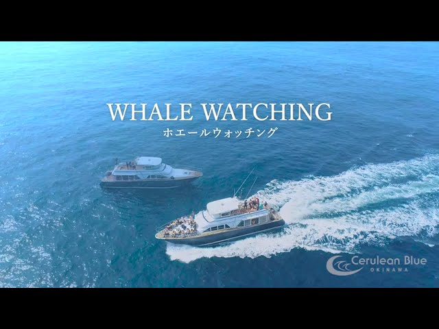 セルリアンブルー(Cerulean Blue OKINAWA)