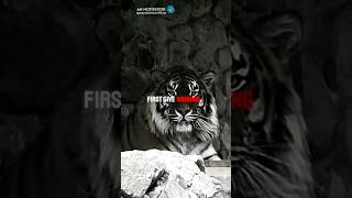 Download lagu HARIMAU🔥👿😎~Status_Sikap🔥😈~Status_Kutipan_Motivasi🔥#harimau#motivasi #celana pendek#sikap mp3