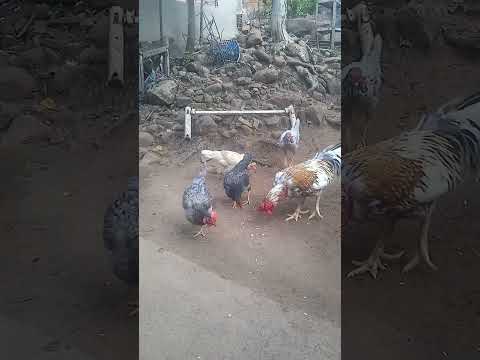 galinhas jardim ceará