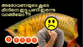 അരോവണയുടെ കൂടെ മീനിനെ ഇട്ടു പണി ഇരന്നു വാങ്ങിയോ ??!! Tank mates of arowana