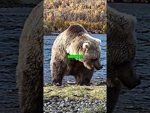Joe Rogan on Horrific Kodiak Bear Attack