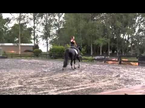 Andrea Bank riding IMP German Hanoverian Dressage Stallion DORINGCOURT by Dressage Royal Video