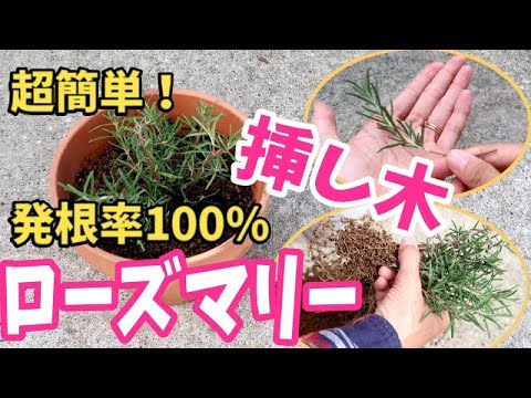 バルコニーやポーチの鉢でローズマリーを育てると、ラベンダーの隣に素晴らしい背景が生まれます。  庭園