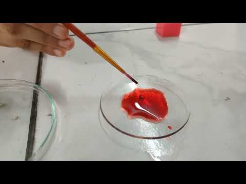 CLASS 11th bio Practical--T.S DICOT STEM SLIDE PREPARATION # BP(BIOLOGY)# CANVAS