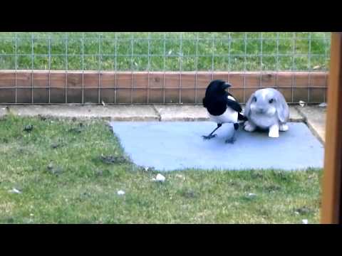 Magpie rescue 2013_enhanced