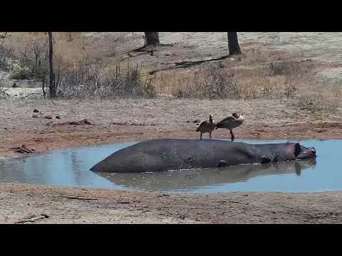 Djuma: Egyptian Geese, Warthog and Hippo - 10:54 - 11/06/19