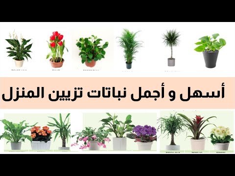 , title : 'تعلم أسماء أجمل و أشهر نباتات الزينة المنزلية ، نباتات داخلية _ فيديو مهم جدا _'