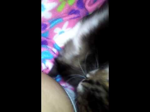 apache and zorro part 1