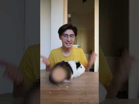 Mon cochon d'inde est rasé 🐹