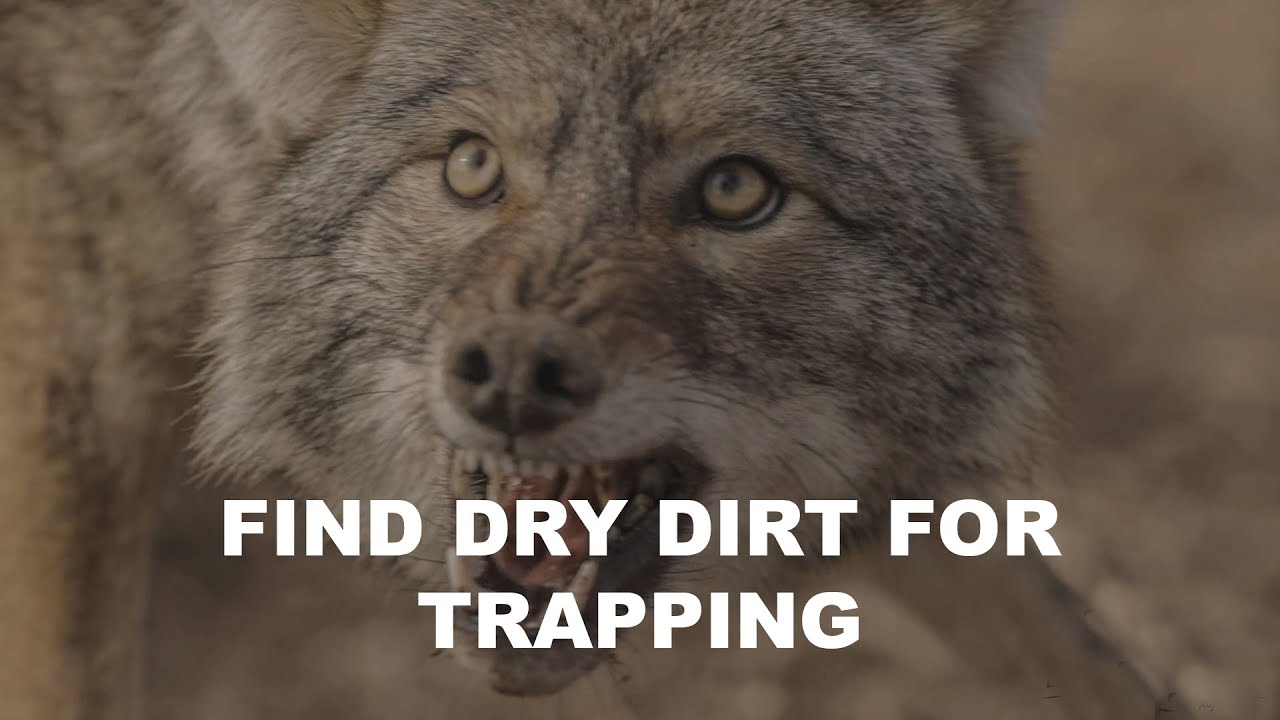 How to Find Dry Dirt For Trapping in Cold or Wet Conditions - The Management Advantage