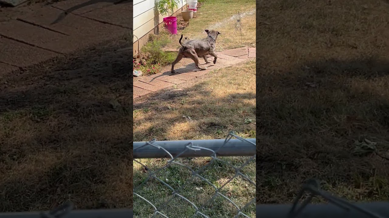 Tilly, a Adoptable mixed breed in Columbia, IL video 6/6