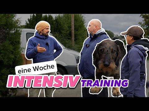 ONE WEEK OF DACHSHUND TRAINING! Intensive course covering topics such as being left alone, leash ...