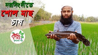 নরসিংদীতে শোল মাছ চাষ - snakehead fish farming in bangladesh