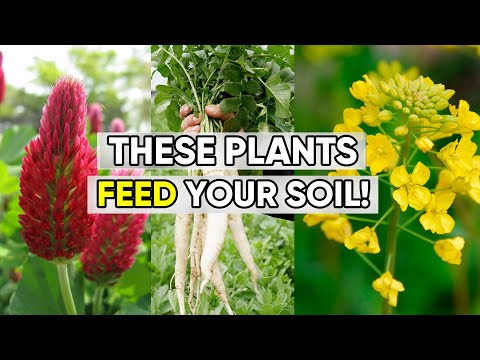 Your Soil Needs This! Top 5 Fall Cover Crops for Massive Spring Growth