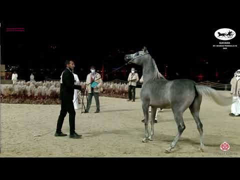 N 52 FARIDA AL SAFWA   Katara Int  Arabian Peninsula Horse Show 2022   Fillies 2 Years Old Class 2A
