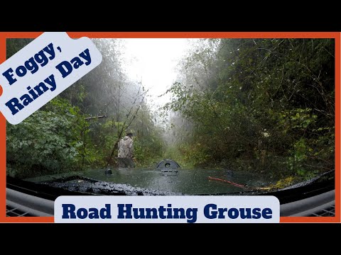 Foggy, Rainy Day out Road Hunting Grouse on Vancouver Island