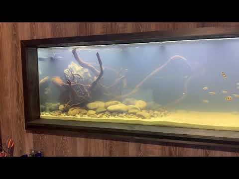 Cloudy water is normal in a new tank