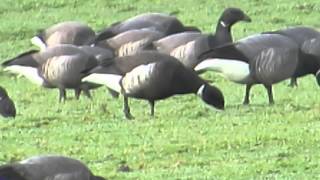 preview picture of video 'Black Brant'