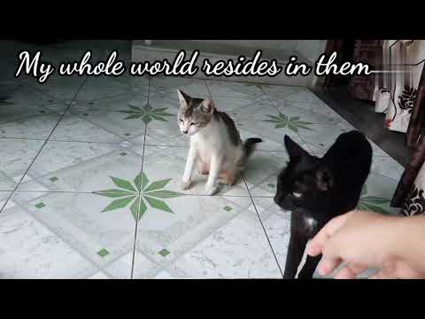 Big cats of our family