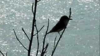 preview picture of video 'Grey Kingbird at Riu Bachata in Puerto Plata'