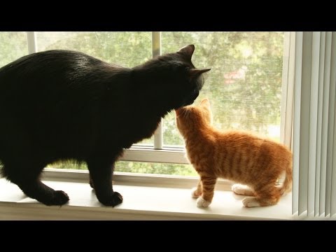 Animals Meeting for the First Time