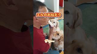 アルエル流、アイスの食べ方🍦 #dog #ゴールデンレトリバー #大型犬のいる生活 #かわいい