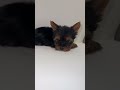 Yorkshire Terrier dogs for sale: Ken - Video 2