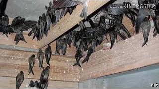 Download lagu SUARA PANGGIL WALET PSBB KOLONI mp3