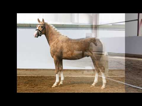 DUNKELGOLD 3j. Palominohengst v. Dressed in Gold - Heidbergs Nancho Nova