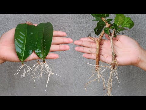 Let s grow bitter melon for your family this way it s very fruity and easy to make